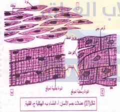 العضلات الهيكلية